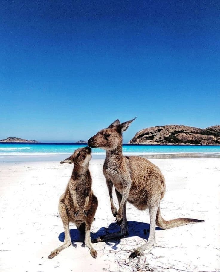 اخذ ویزا استرالیا